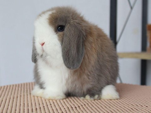 Mini lop splıt renk tavşan