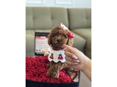 Yavru poodle kızım cherry