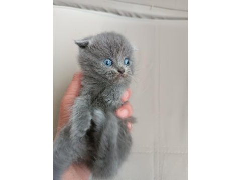 1 aylık british shorthair yavrular