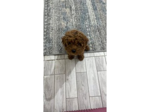 Toy poodle orjinal