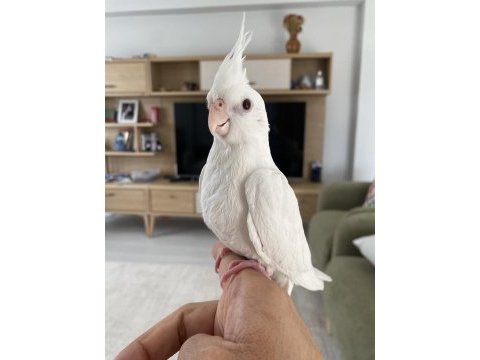 Yavru sultan papağanlar