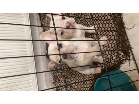 2 aylık lilac tan platinum erkek mavi göz french bulldog