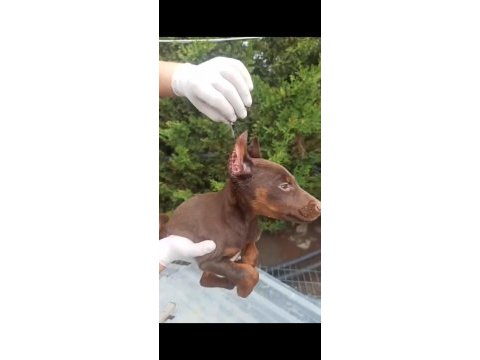 Estetikli şecereli king doberman