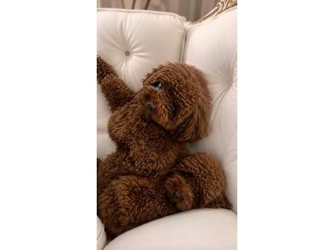 A kalite garantili toy poodle yavrular