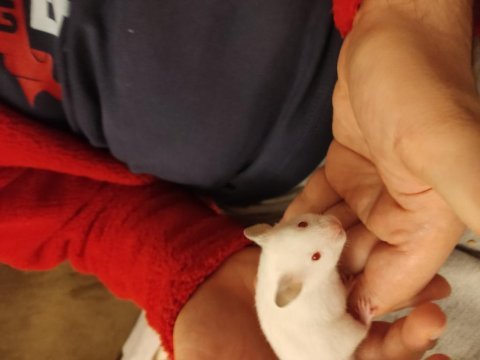 Çok sevimli yavru hamsterler çok tatlılar