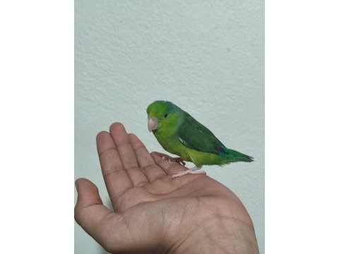 Forpus erkek papağanım gözüm gibi baktığım