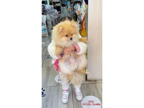 Oyuncu ve komut bilen pomeranian yakışıklımız