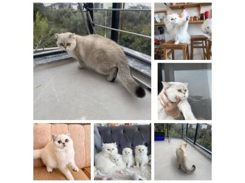 Cindy bebek gibi üst kalite yavru kediler