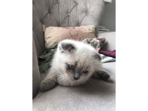 Scottish fold yavrularımıza ömürlük yuva ariyoruz