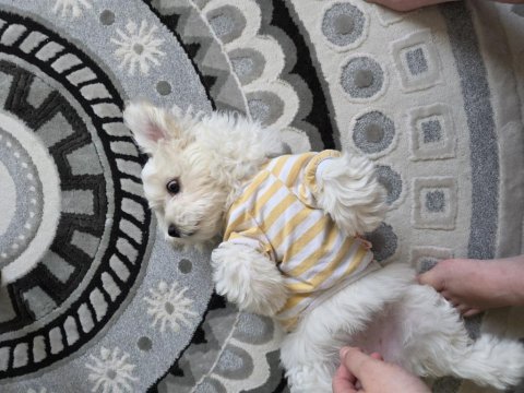 3 aylık dişi köpeğimiz