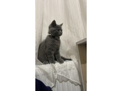 Erkek yavru kedimiz