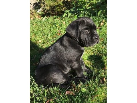Xxl cane corso yavrular teslime hazır