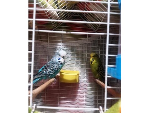 Show jumbo ve jumbo yavru muhabbet kuşu