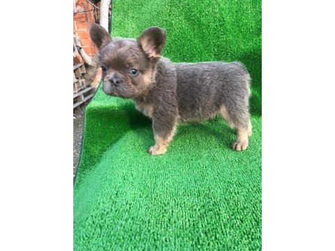 A kalite french bulldog erkek bebekler