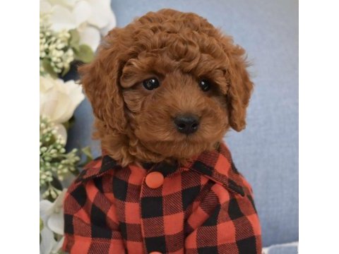 Irk ve sağlık garantili poddle bebekler