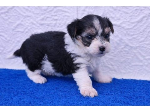 A kalite gerçek morkie yavrular