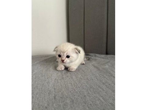 2 aylık british shorthair yavrular