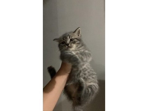 Dişi british shorthair