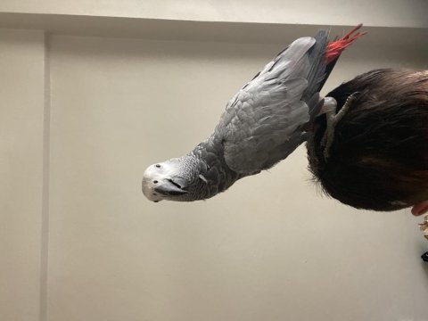 Yavru jako papağanı