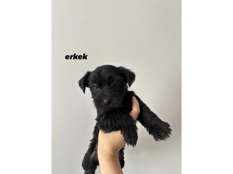 45 günlük morkie yavrular - evden sağlıklı bebekler