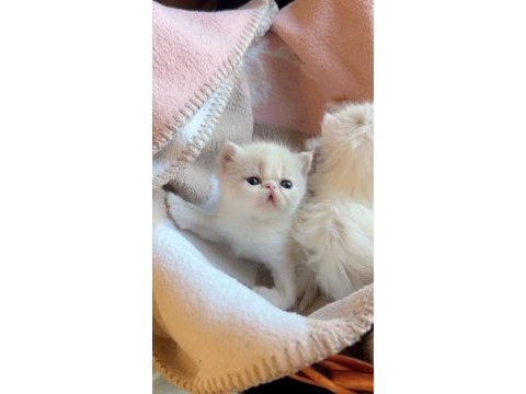 Safkan şecereli exotic shorthair dişi yavrum.