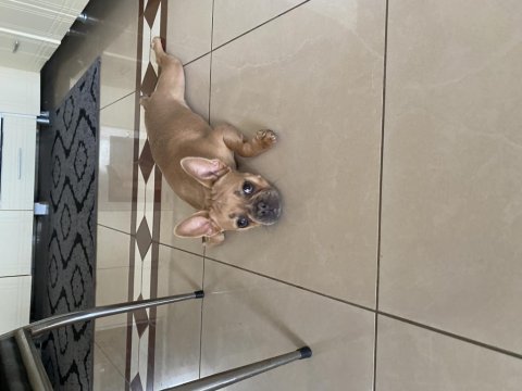 Bulldog