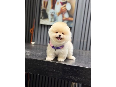 Yavru pomeranian boolarımız