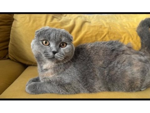 Scottish fold kedimiz ücretsiz sahiplendirilecek