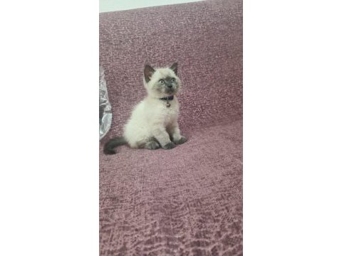 2 aylık erkek british blue point kedimiz