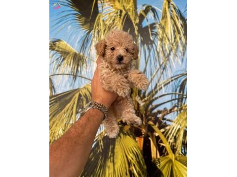 Maltipoo yavrularım yeni sahibini bekliyor