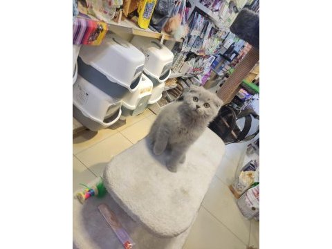 Show class scottish fold bebekler