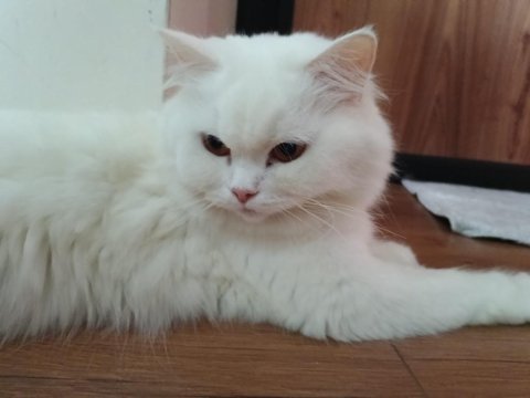 Ücretsiz yuva arıyoruz kedimize luna