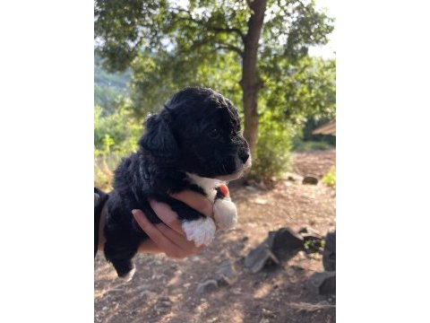 Orjinal maltipoo yavrular