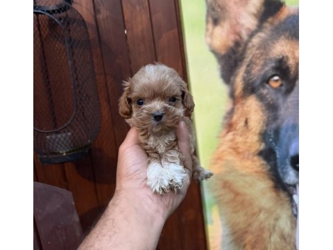 Teacup kore maltipoo yavrular