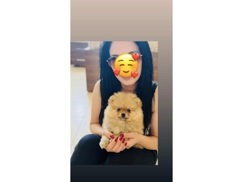 Pomeranian boo erkek yavrumuz