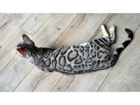 Elite silver bengal kedisi kitten ozy