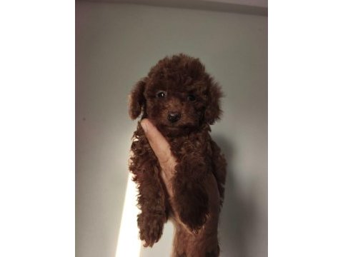 2.5 aylık toy poodle