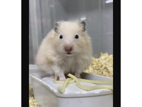 Minik hamster dostunu seç adresine gelsin