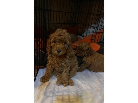 Toy poodle yavrular