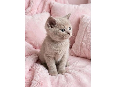British shorthair fawn nadir renk a+ kalite