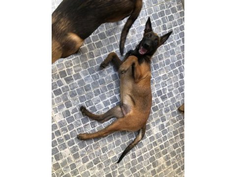 Safkan ırk garantili belçika kurdu