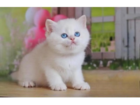 Kar beyaz silver british shorthair ns1133
