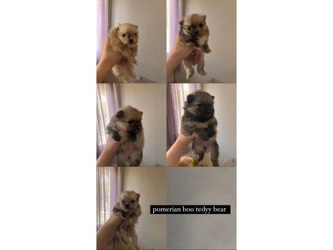 Pomeranian boo teddy bear ücretli sahiplendirilecektir