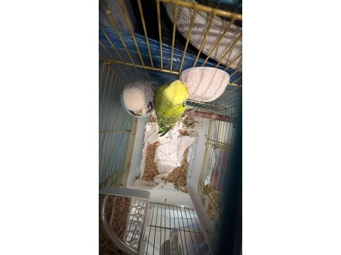 Mamak jumbo muhabbet kuşu