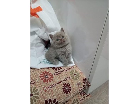 Disi lilac british shorthair yavrular