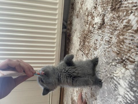 British shorthair yavrular