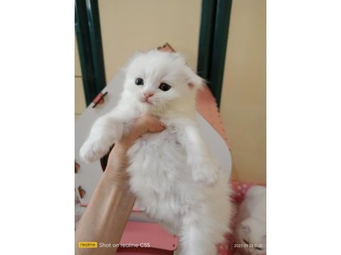 Scottish fold yavrularım