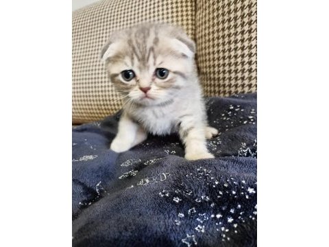 Neşe kaynağı oyuncu scottish fold yavru kedimiz