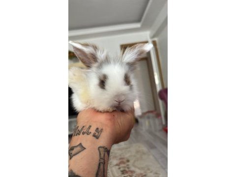 1.5 aylık hollanda lop tavşanı