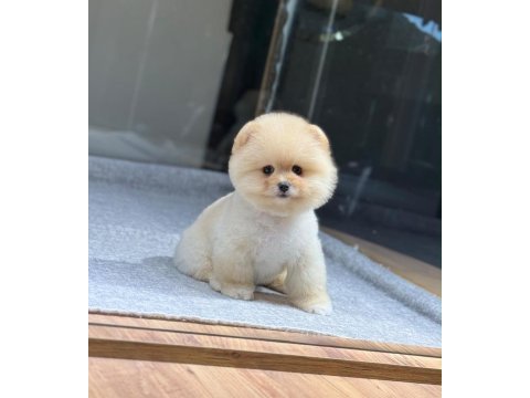 Bebek gibi bi pomeranian boo